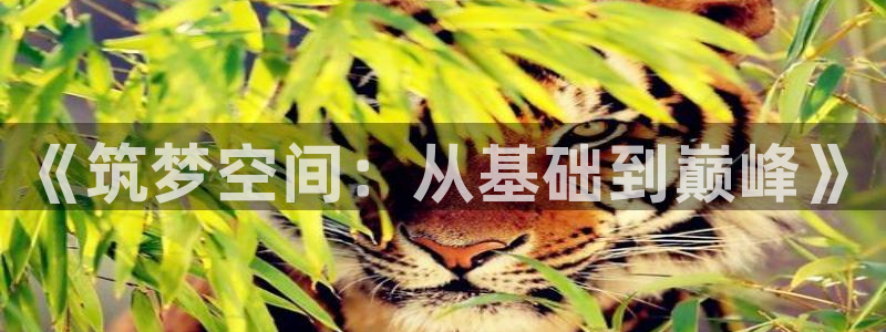 威九国际app入口在哪：《筑梦空间：从基础到巅峰》
